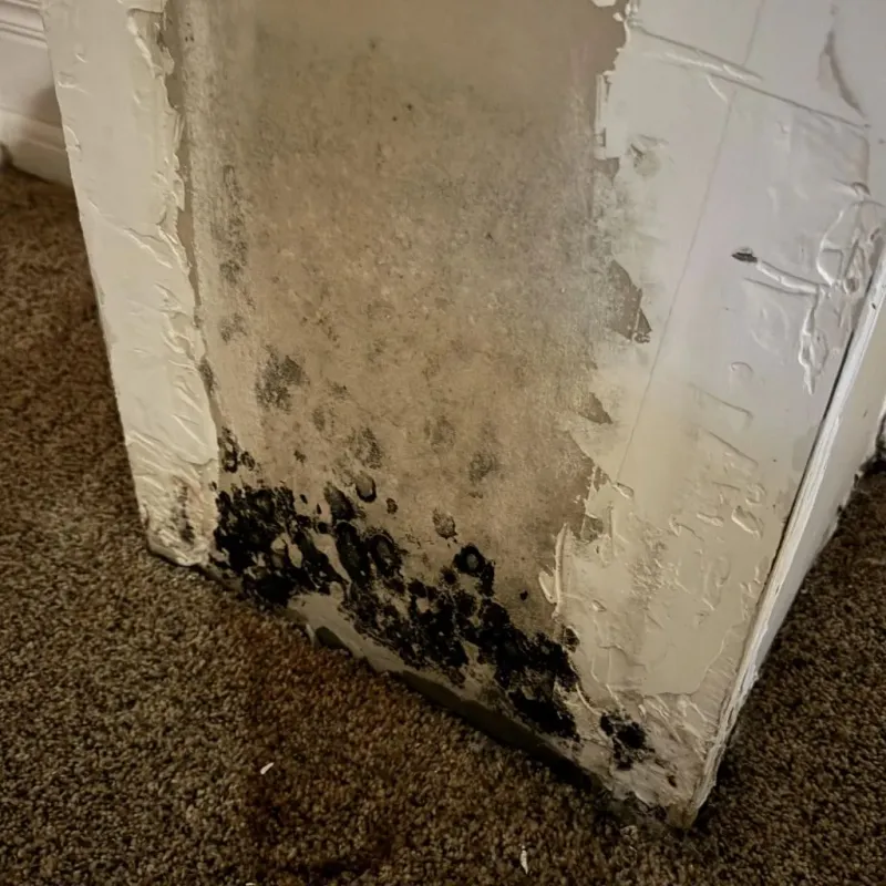 Professional Mold Removal in Boaz, WV